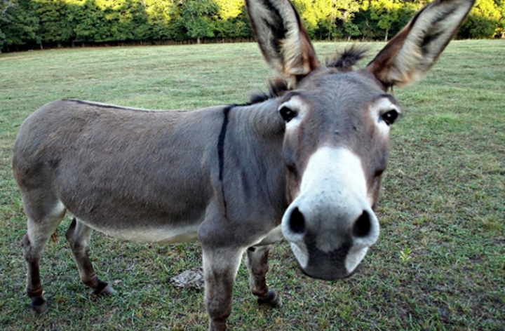 Nombre:  010219-burro.png
Visitas: 177
Tamao: 967.5 KB