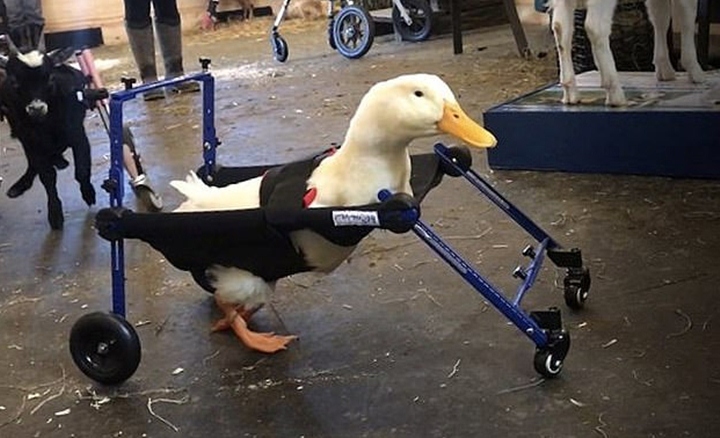 Nombre:  270219-pato.jpg
Visitas: 194
Tama�o: 162.1 KB