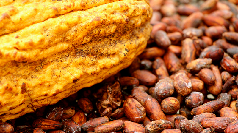 Nombre:  El-cacao-es-una-fuente-de-sustentabilidad-para-los-agricultores-de-Vinces.png
Visitas: 51
Tamao: 633.2 KB